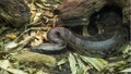 Borneo short-tailed python resting on the ground at the Dallas City Zoo in Texas.