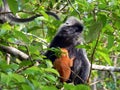 Borneo. SilverLeaf Monkey Royalty Free Stock Photo