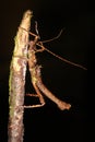 Borneo Spikey Stick Insect Royalty Free Stock Photo