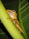 Borneo Tree Frog Royalty Free Stock Photo