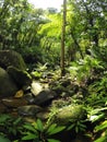 Borneo tropical rain forest stream fall Royalty Free Stock Photo