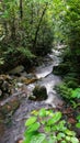 Borneo tropical rain forest stream fall Royalty Free Stock Photo