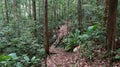 Borneo tropical rain forest trail Royalty Free Stock Photo