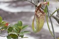 Borneo Wild Pitcher Plant Hangs by Tendril Royalty Free Stock Photo