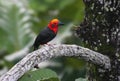 Borneoborstelkop, Bornean Bristlehead, Pityriasis gymnocephala Royalty Free Stock Photo