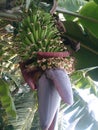 Plantains or bananas, they are coming out like this