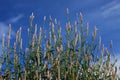 Boroco Celosia argentea Linn