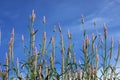 Boroco Celosia argentea Linn