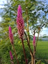 Boroco (Celosia argentea) is a purple herbaceous plant