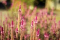 Boroco plant flowers (Celosia argentea L) that thrive and look beautiful.