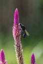 Boroco plant with a wasp close up photo Royalty Free Stock Photo