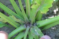 Boron deficiencies on sugar beet plants. Lack of nutrients in crops. Incorrect fertilization of plants. Royalty Free Stock Photo