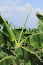 Boron nutrient deficiency symptoms marginal leaf curling in bananas