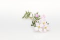 Boronia anemonifolia flower Royalty Free Stock Photo