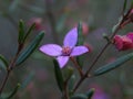 Boronia beauty bursts open Royalty Free Stock Photo