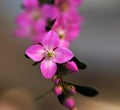 Boronia Flower Royalty Free Stock Photo
