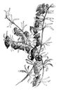 Boronia, Megastigma, flower, branch, leaves, shrub vintage illustration