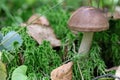 Borovick mushroom. Green leaf texture. Nature floral background. Organic botanical beauty macro closeup Royalty Free Stock Photo