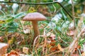 Borovik mushroom in the forest, edible mushroom in the autumn forest