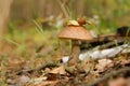 Borovik mushroom in the forest, edible mushroom in the autumn forest