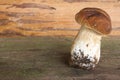 Borovik mushroom in wood wall