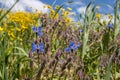 Borrago oficinalis growing on a meadow