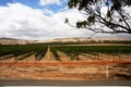 A Barrosa Valley Vineyard Australia Royalty Free Stock Photo