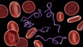 Borrelia bacteria in blood Royalty Free Stock Photo