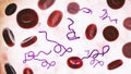 Borrelia bacteria in blood Royalty Free Stock Photo