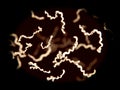 Borrelia bacteria in the blood Royalty Free Stock Photo