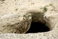 Borrowing Owl, athene cunicularia, Adult standing at Den Entrance, Los Lianos in Venezuela Royalty Free Stock Photo