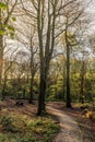 Borsdane Woods Local Nature Reserve, near Hindley, Wigan in Greater Manchester photographed early in the morning Royalty Free Stock Photo