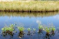 Borth Bog Nature Reserve in Wales, UK Royalty Free Stock Photo