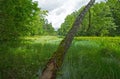 Bory Tucholskie National Park in Poland