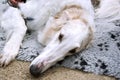 Borzoi Royalty Free Stock Photo