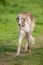 Borzoi