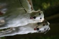 Borzoi