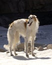 Borzoi Royalty Free Stock Photo
