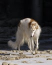 Borzoi Royalty Free Stock Photo