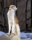 Borzoi Royalty Free Stock Photo