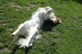 Borzoi with al l legs up Royalty Free Stock Photo