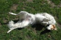 borzoi with all legs up Royalty Free Stock Photo