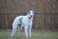 Borzoi Russian Wolfhound young female.