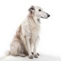 borzoi breed dog isolated on white background Royalty Free Stock Photo