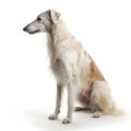 borzoi breed dog isolated on white background Royalty Free Stock Photo