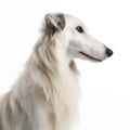 borzoi breed dog isolated on white background Royalty Free Stock Photo