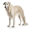 borzoi breed dog isolated on white background Royalty Free Stock Photo