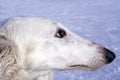 Borzoi dog Royalty Free Stock Photo