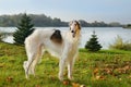 Borzoi dog Royalty Free Stock Photo