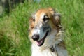 Borzoi Royalty Free Stock Photo